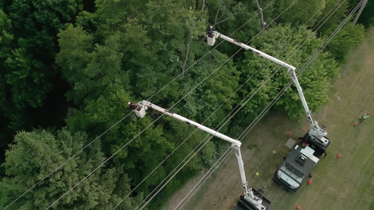 Reliable Corvallis, MT Tree Removal Solutions